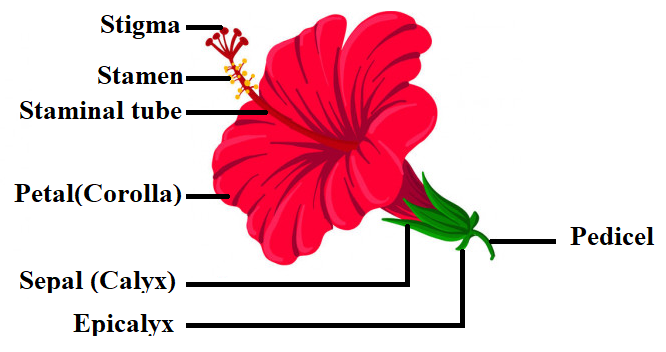 Sexual Reproduction in Flowering Plants